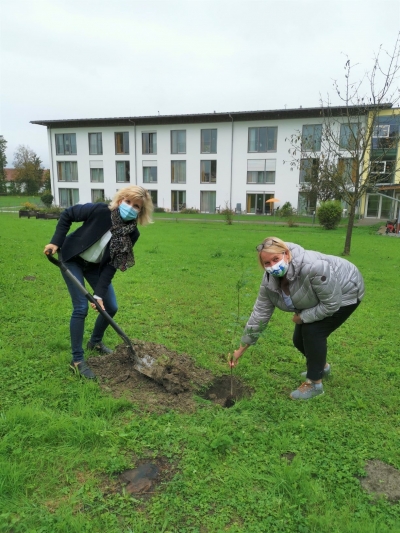 Berliner Eiche steht jetzt in Rohrdorfer Seniorenwohnheim-MdB Daniela Ludwig  pflanzt Setzling im Garten  des Seniorenwohnens St. Anna